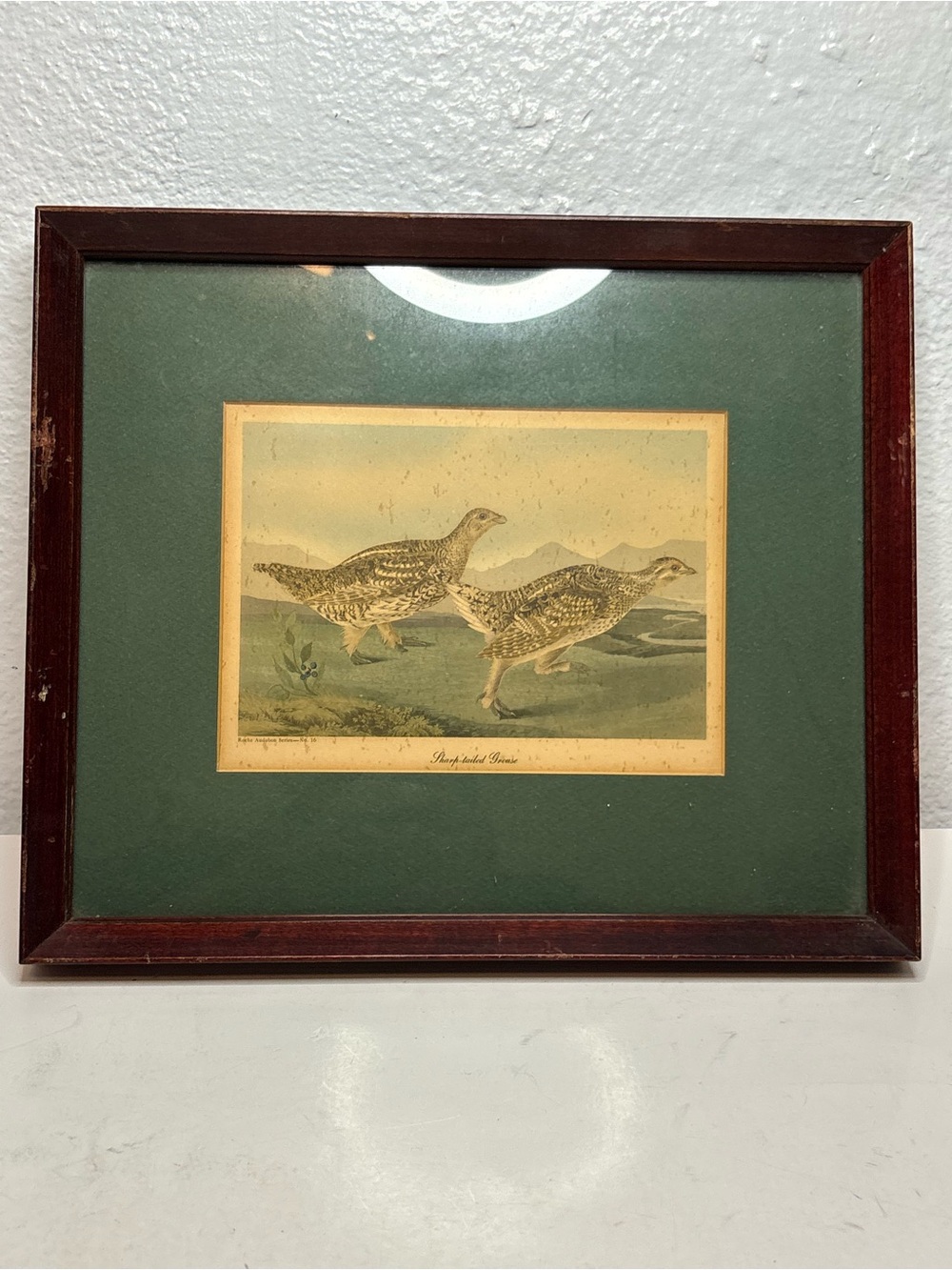 Vintage Framed Game Bird Print in Green Mat